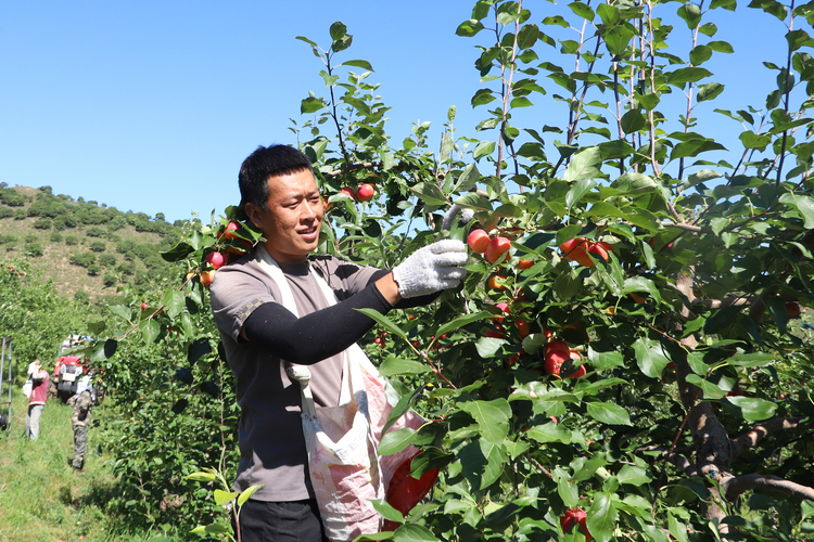 兴安盟科右前旗：沙果经纪人带旺新乡村