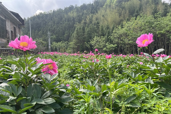 湖南桂东：背靠青山“药”飘香_fororder_图片2