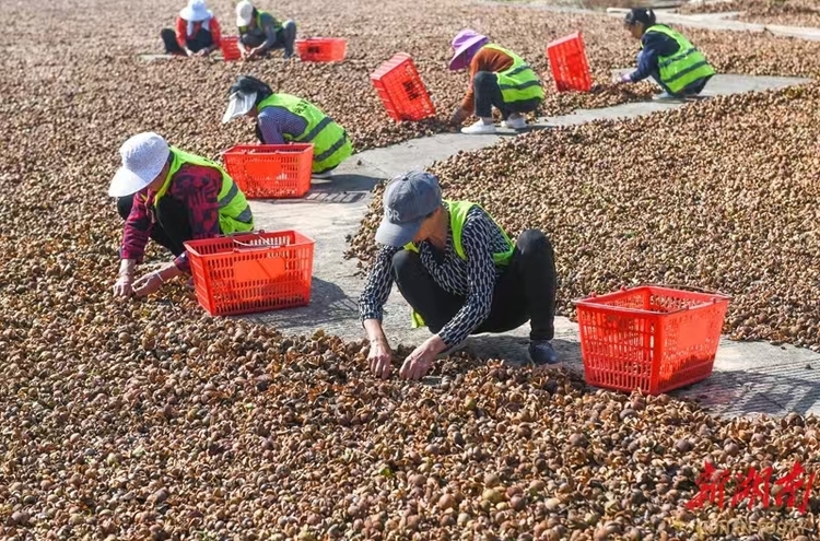 湖南道县油茶产业助增收