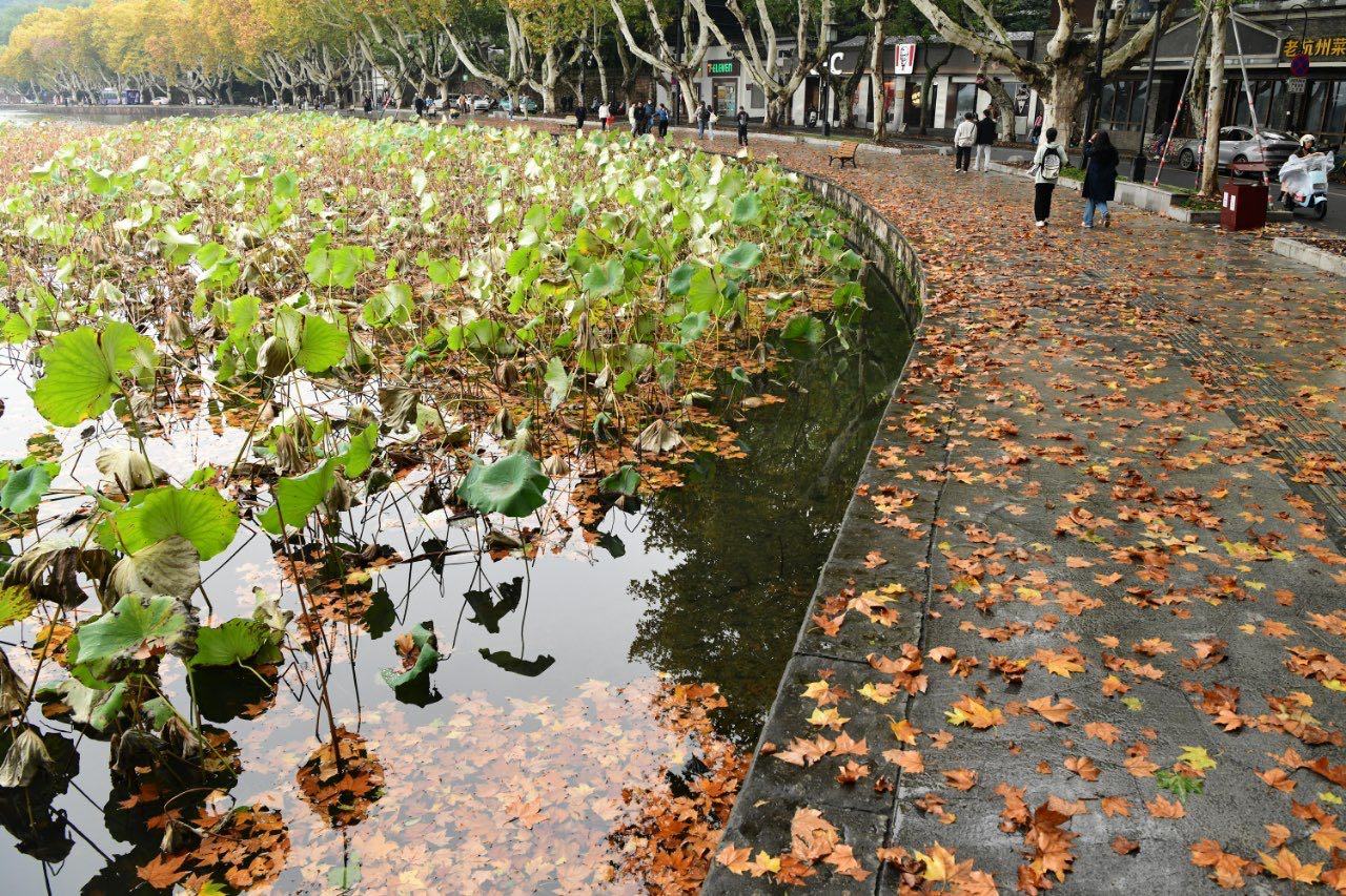 强冷空气即将暴击，降温又快又猛