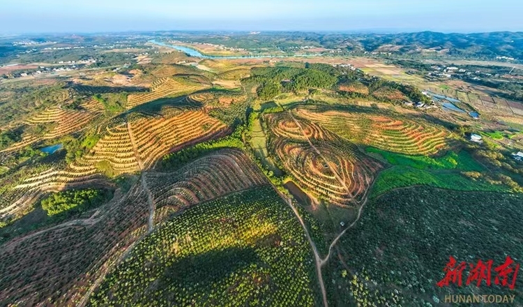 湖南道县油茶产业助增收