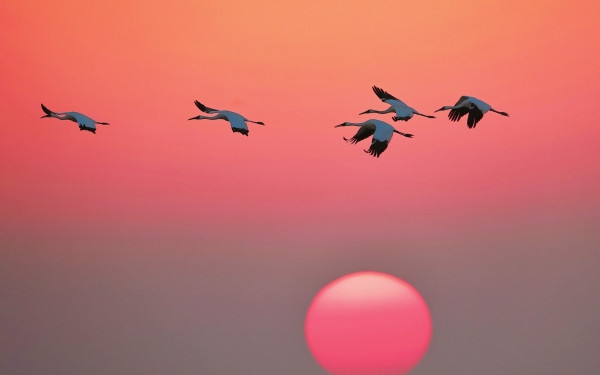 湖南岳阳过冬白鹤掠影夕阳