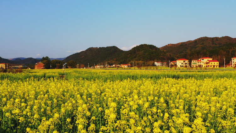 湖南衡阳县油菜花海迎春绽放 绘就美丽乡村新画卷_fororder_3