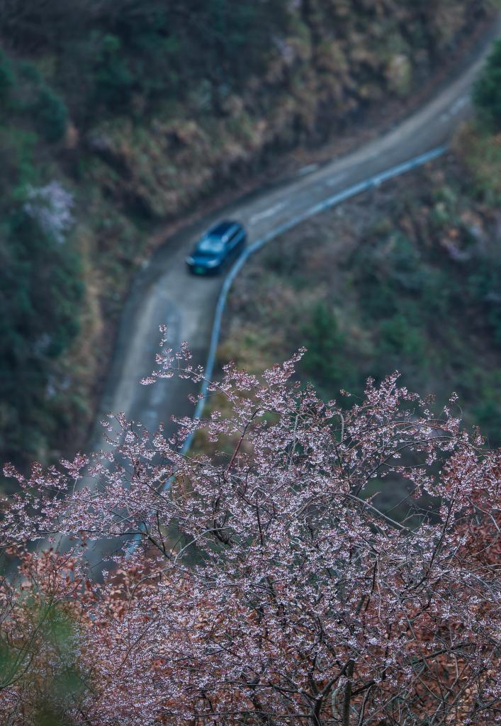 浙江建德万亩山花迎春来 特色美景助力乡村共富