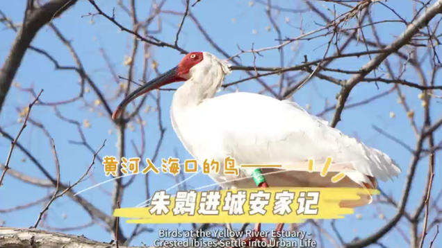 Birds at the Yellow River Estuary - Crested Ibises Settle into Urban Life_fororder_微信图片_20250110171707