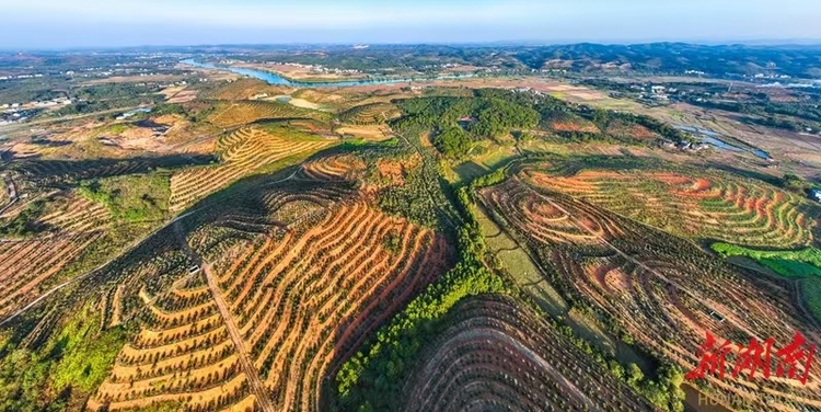 湖南道县油茶产业助增收