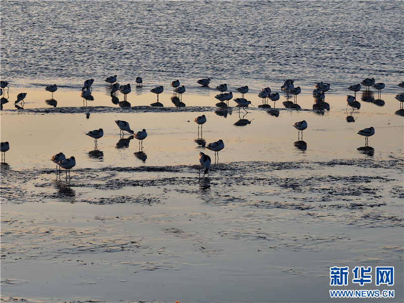 江苏连云港海州湾畔鸟儿欢