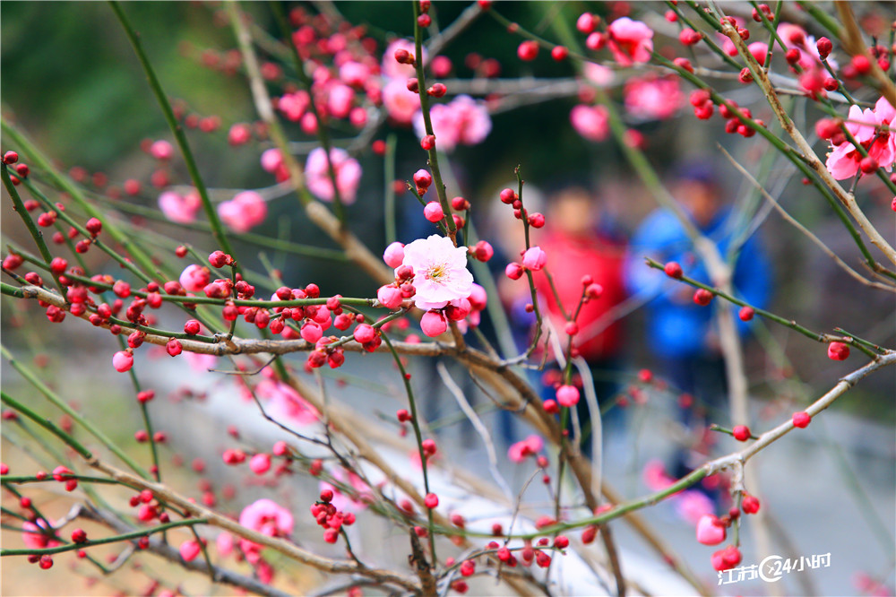 苏州：梅花盛开喜迎春