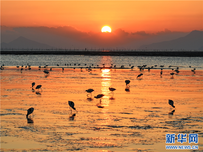 江苏连云港海州湾畔鸟儿欢