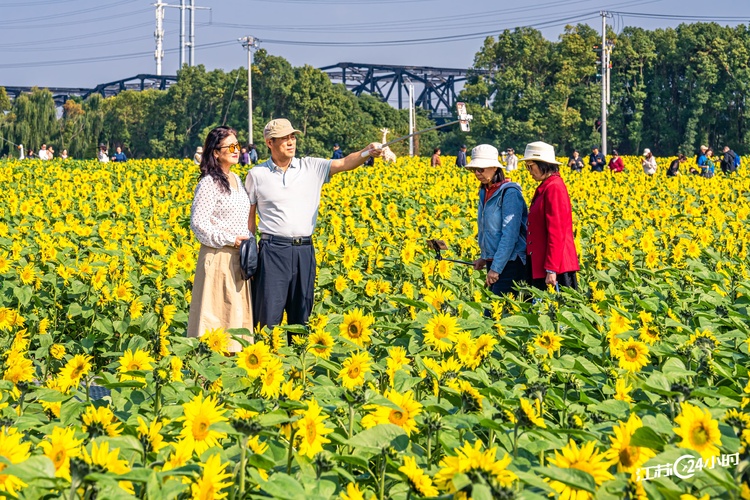 苏州：向日葵绽放迎客来