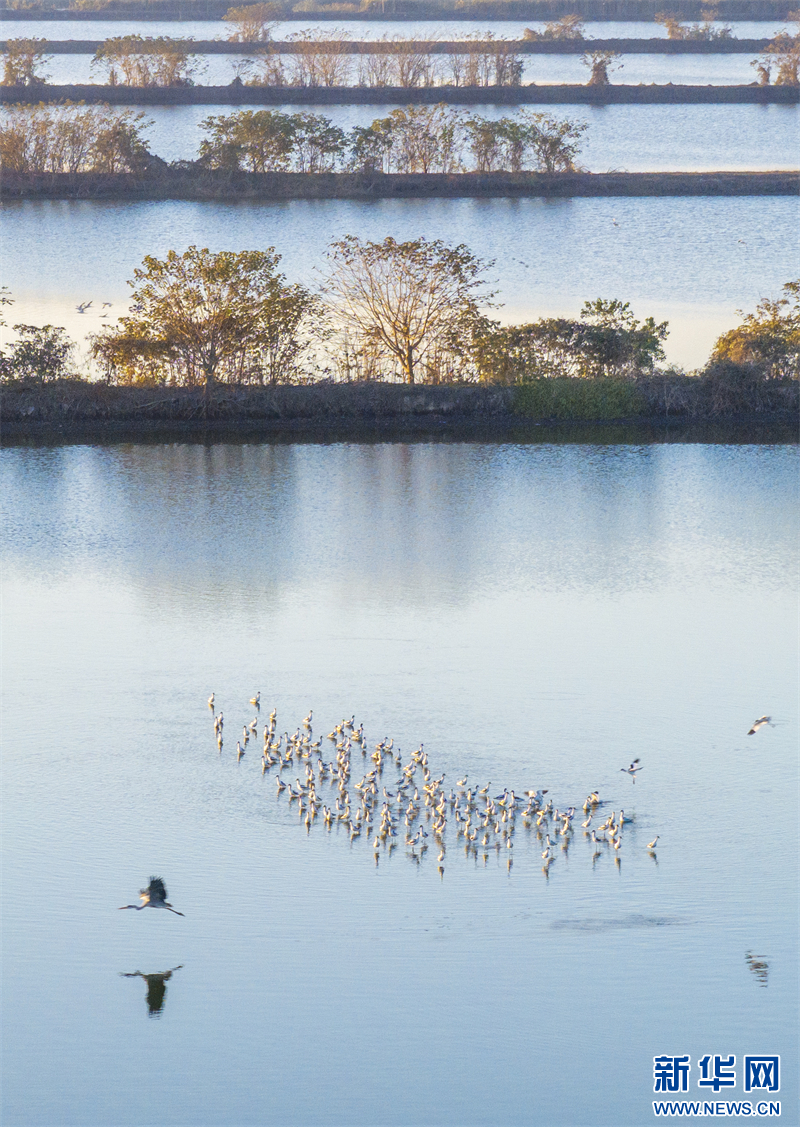 江苏兴化：生态湿地 候鸟乐园