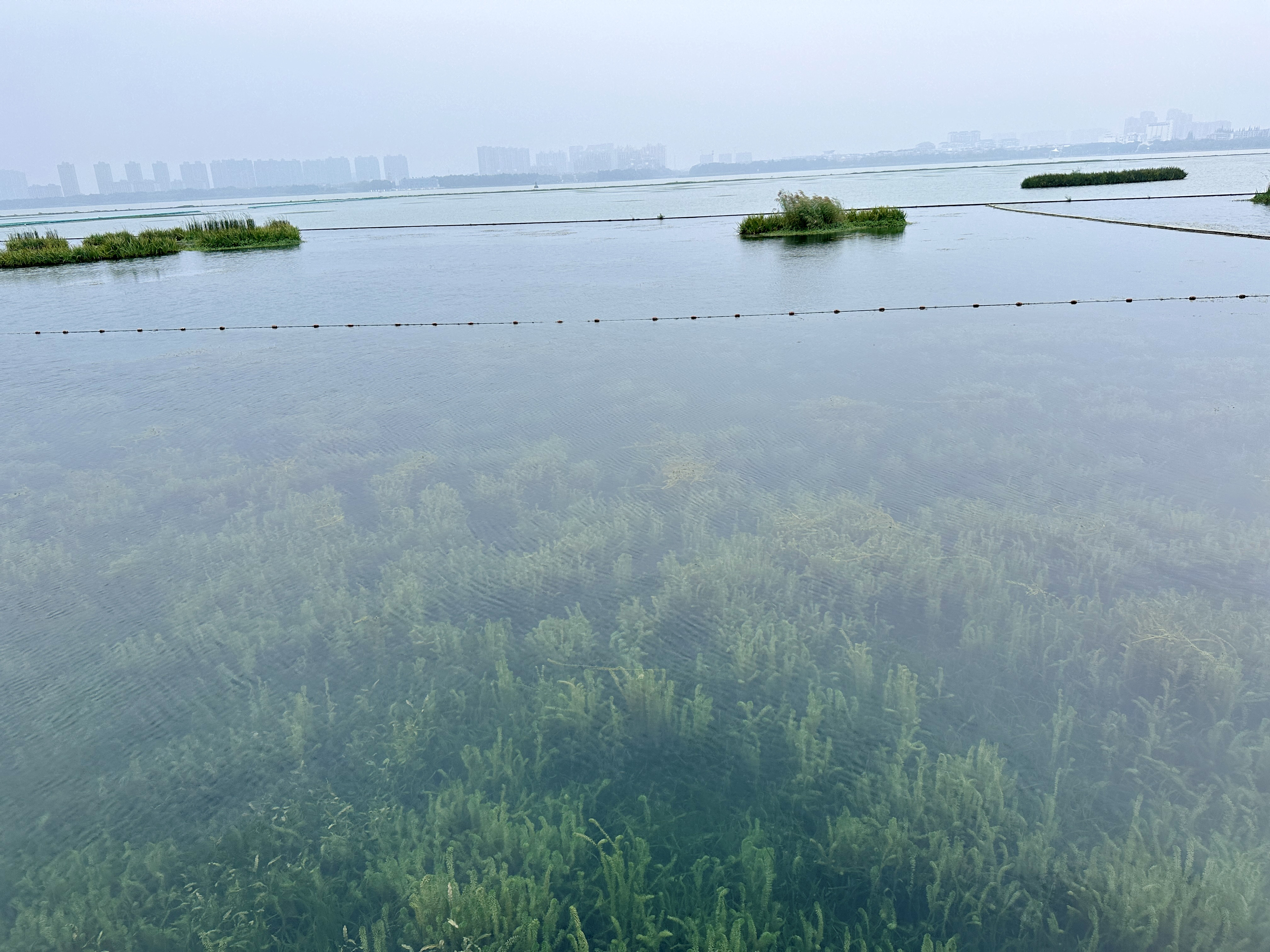 江苏：生态向好 珍稀动物纷纷前来“定居”