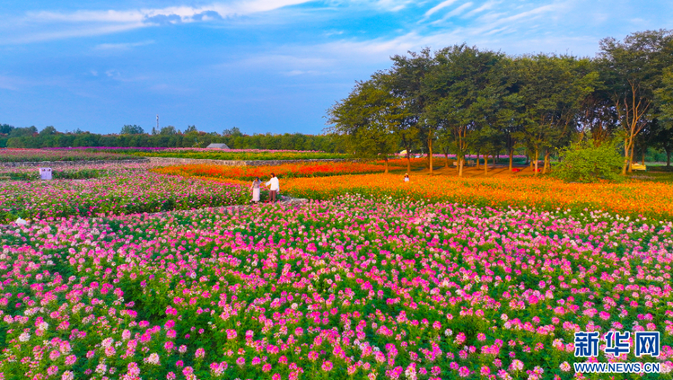 江苏宿迁：绚丽花海迎客来