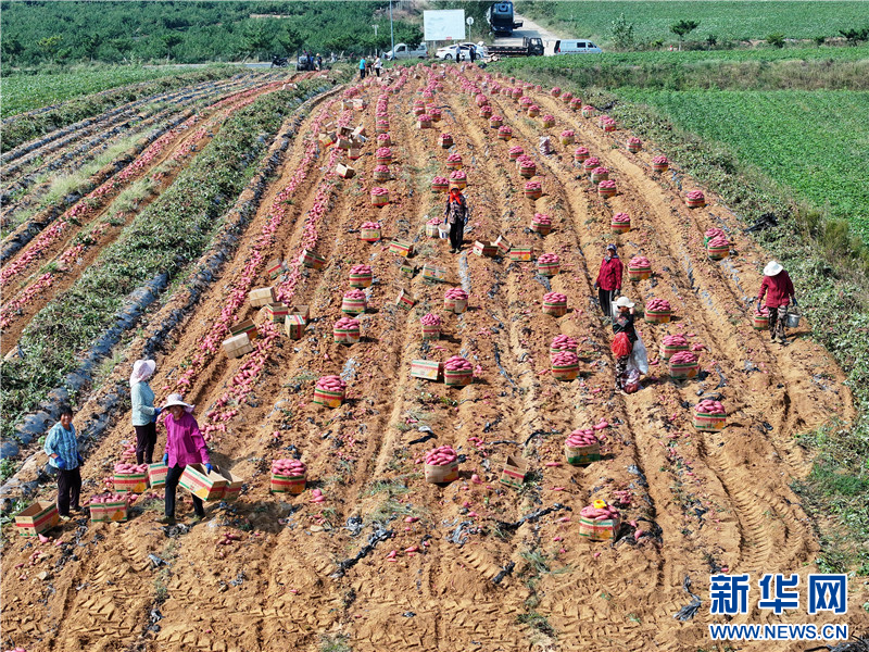 江苏连云港：红薯喜丰收 “甜”地收获忙