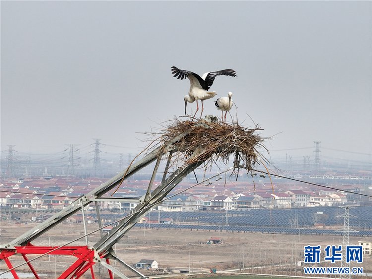 江苏连云港：东方白鹳筑巢高压铁塔_fororder_20250226_091129_004