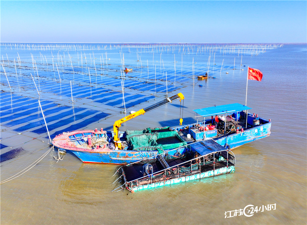 连云港：“海上牧场”收获忙