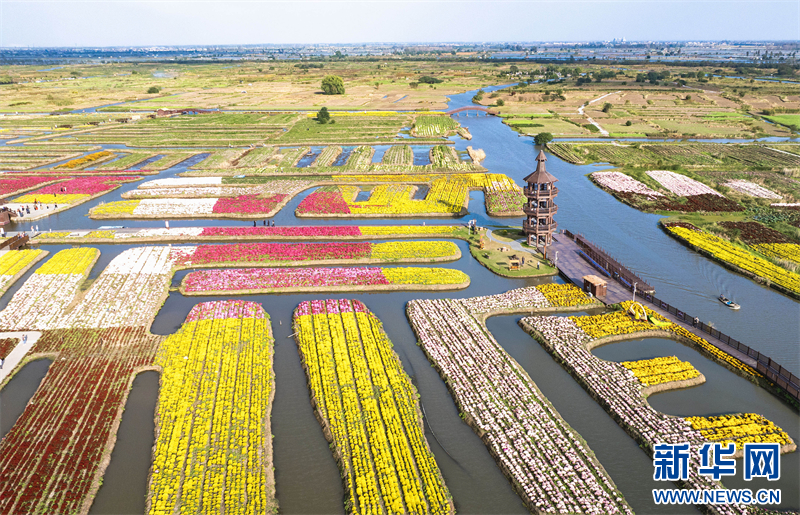 江苏兴化：菊花经济助力乡村振兴