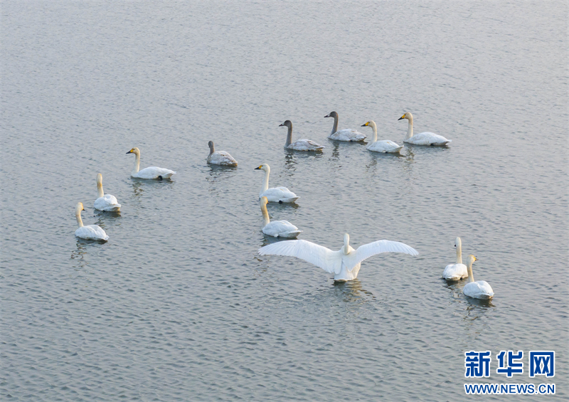 江苏兴化：湿地候鸟舞翩跹