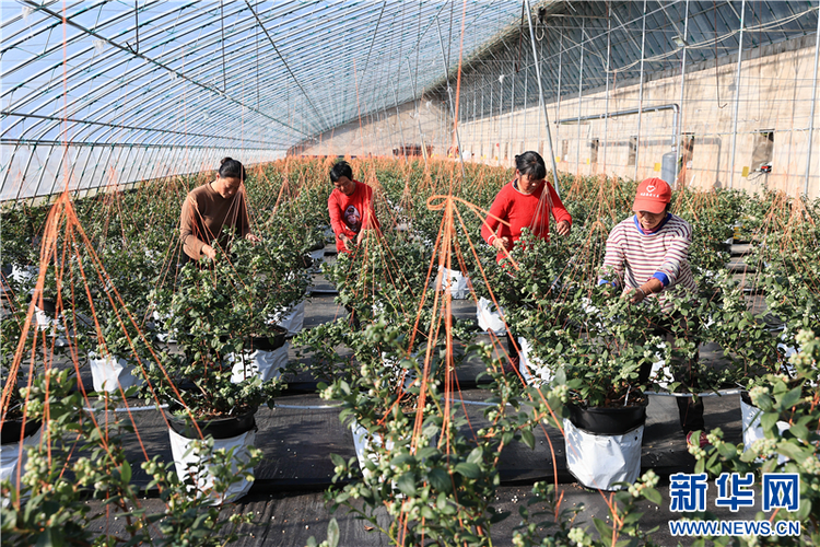 江苏连云港：大棚蓝莓抢“鲜”上市