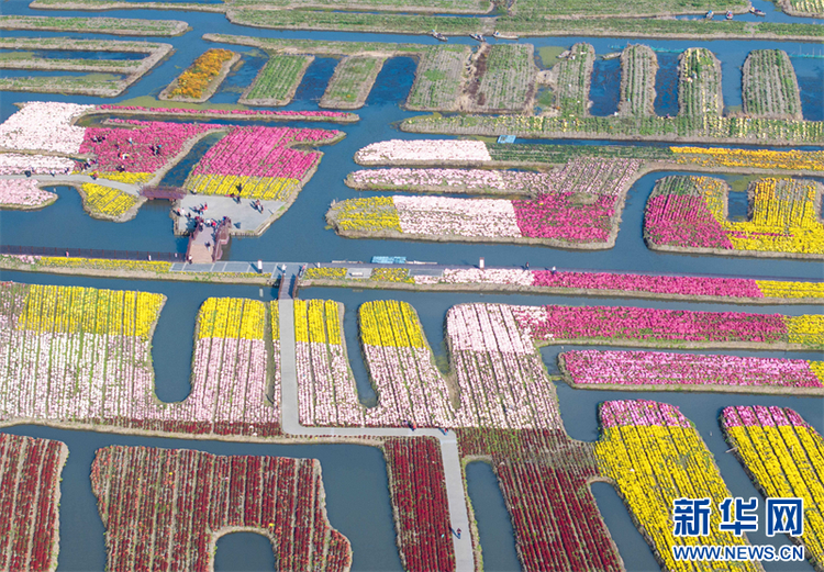 江苏兴化：菊花经济助力乡村振兴