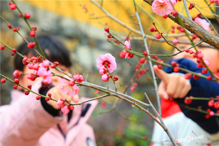 苏州：梅花盛开喜迎春