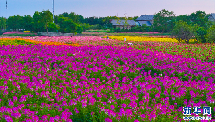 江苏宿迁：绚丽花海迎客来