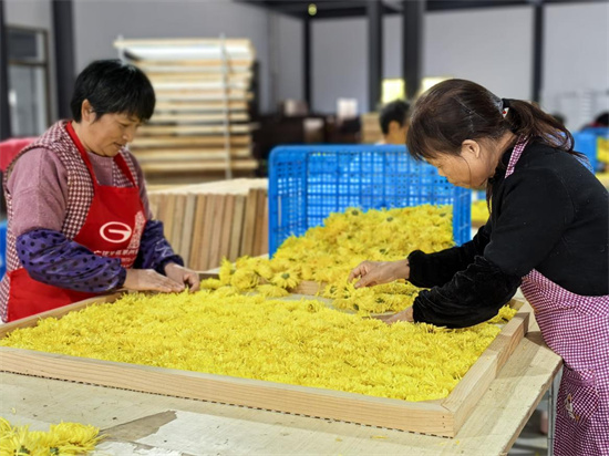 南通如东：一朵“金花”拓宽农户致富路