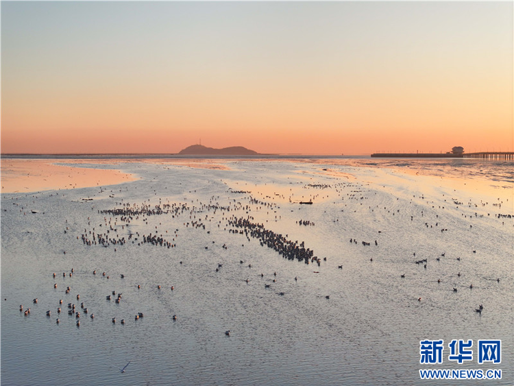 江苏连云港：越冬候鸟数量迎来高峰