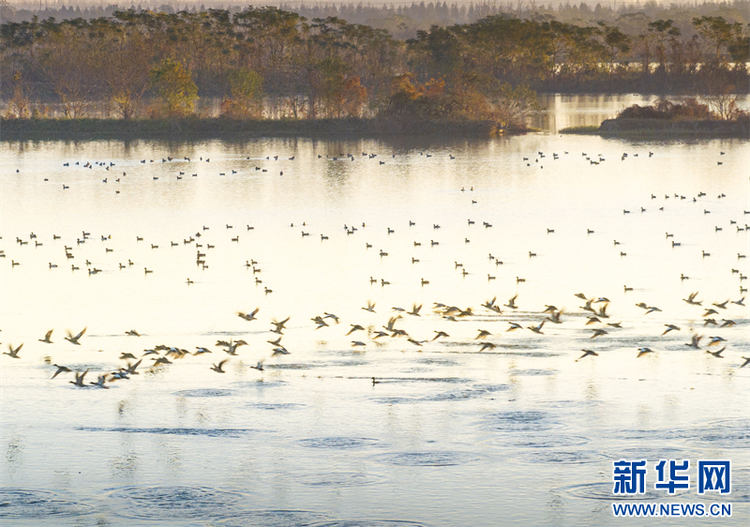 江苏兴化：生态湿地 候鸟乐园