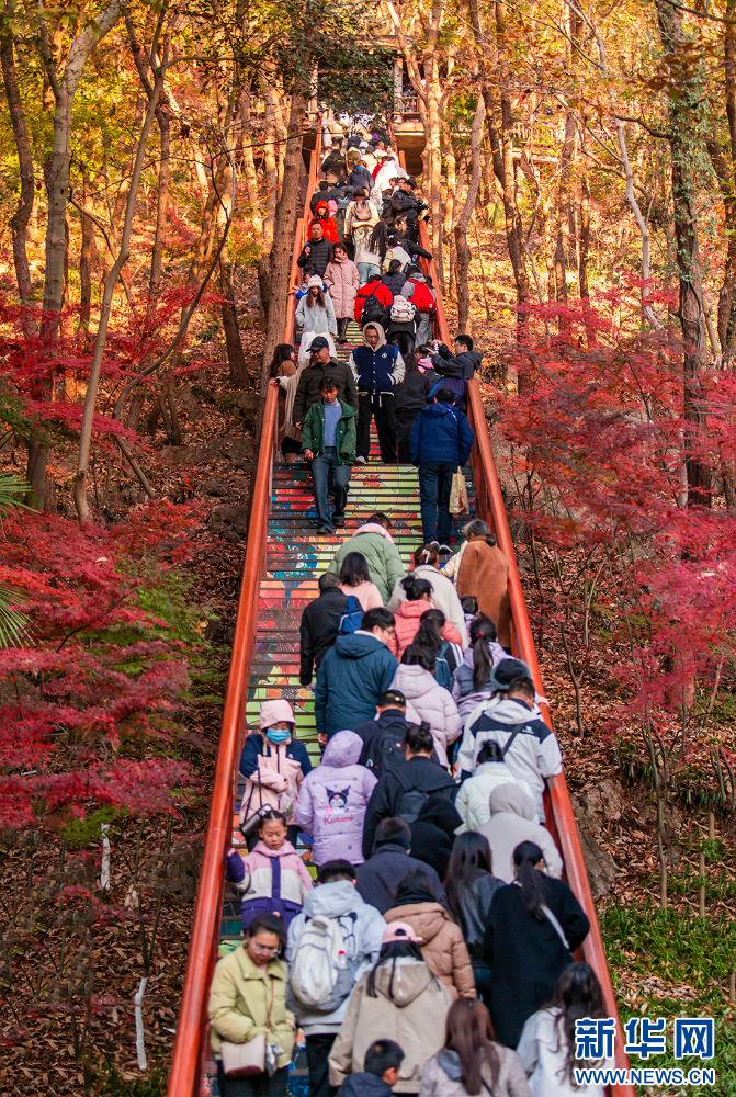 南京栖霞山的枫叶红了 美如油画