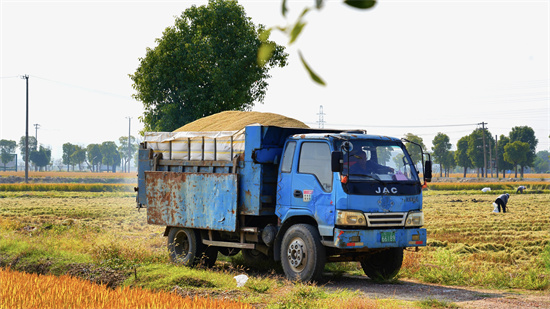 苏州市相城区黄桥街道：“粮”辰美景又“稻”时候了