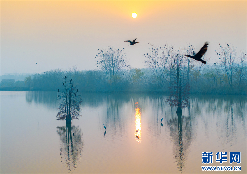 江苏兴化：湿地候鸟舞翩跹