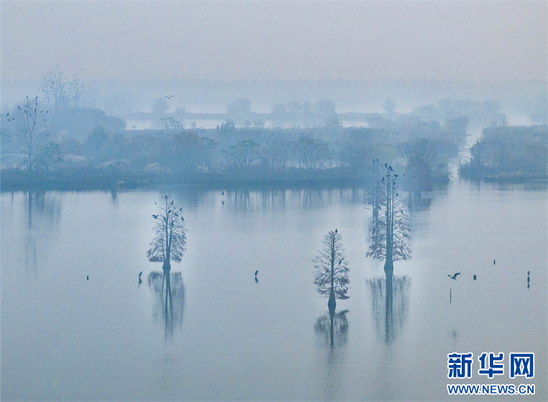 江苏兴化：湿地候鸟舞翩跹