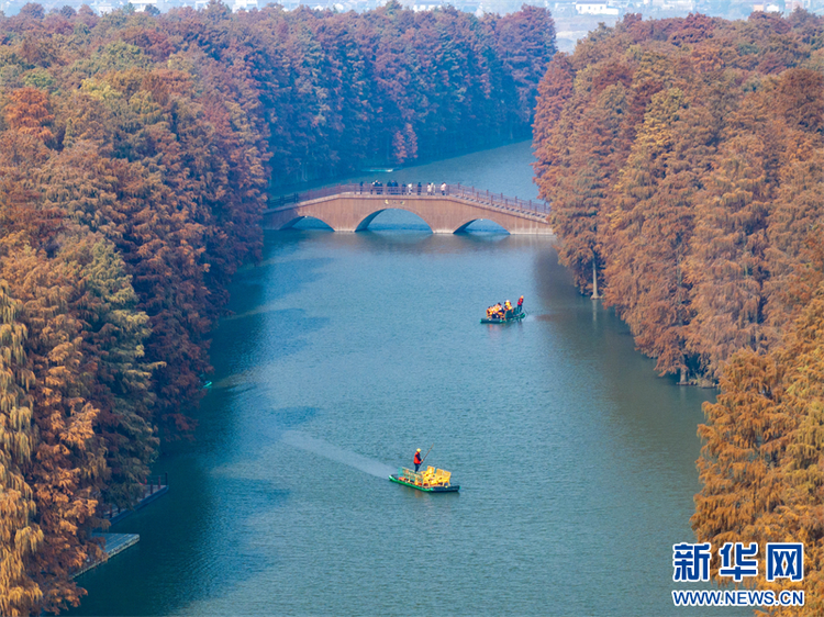 江苏兴化：水上森林冬景如画