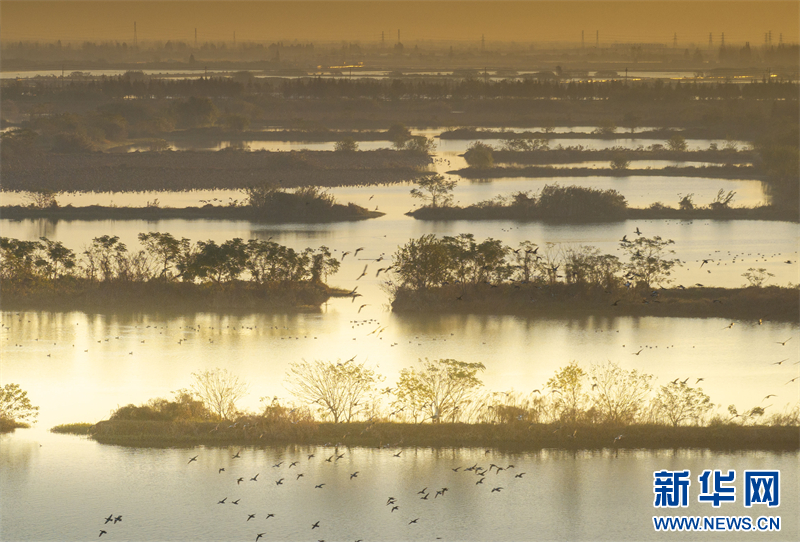 江苏兴化：生态湿地 候鸟乐园