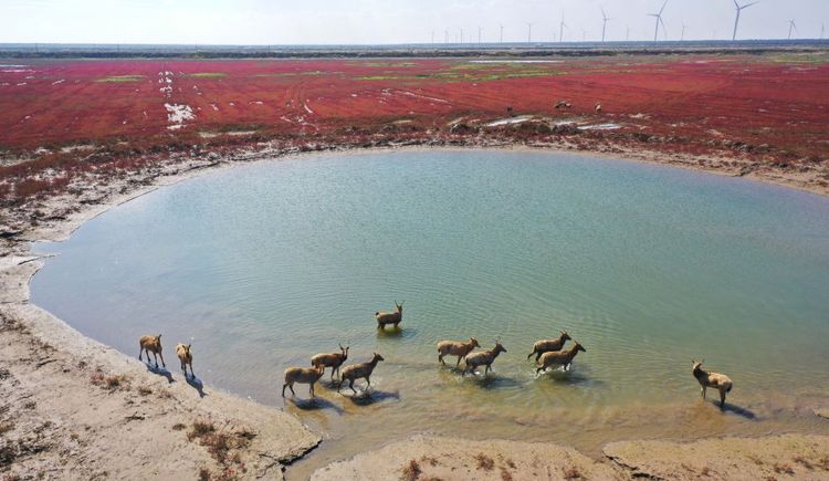 江苏东台：湿地景色美