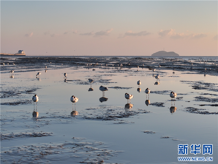 江苏连云港海州湾畔鸟儿欢