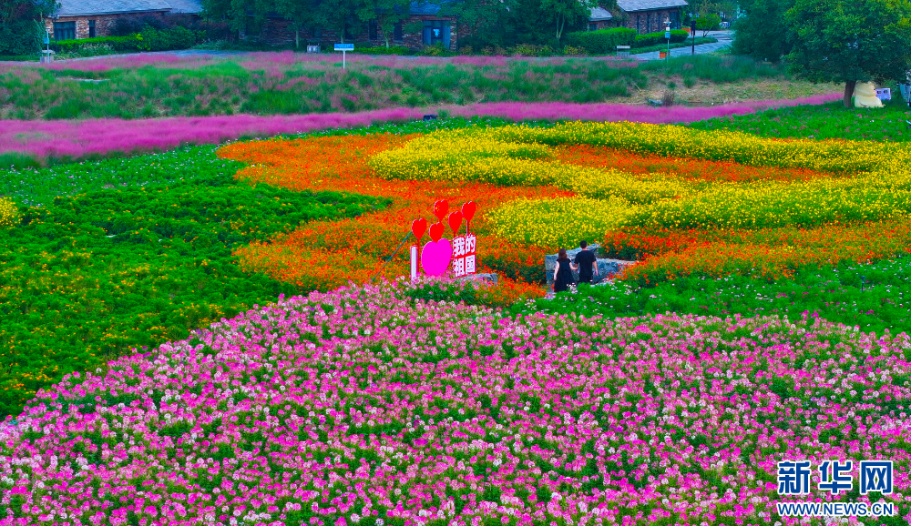 江苏宿迁：绚丽花海迎客来