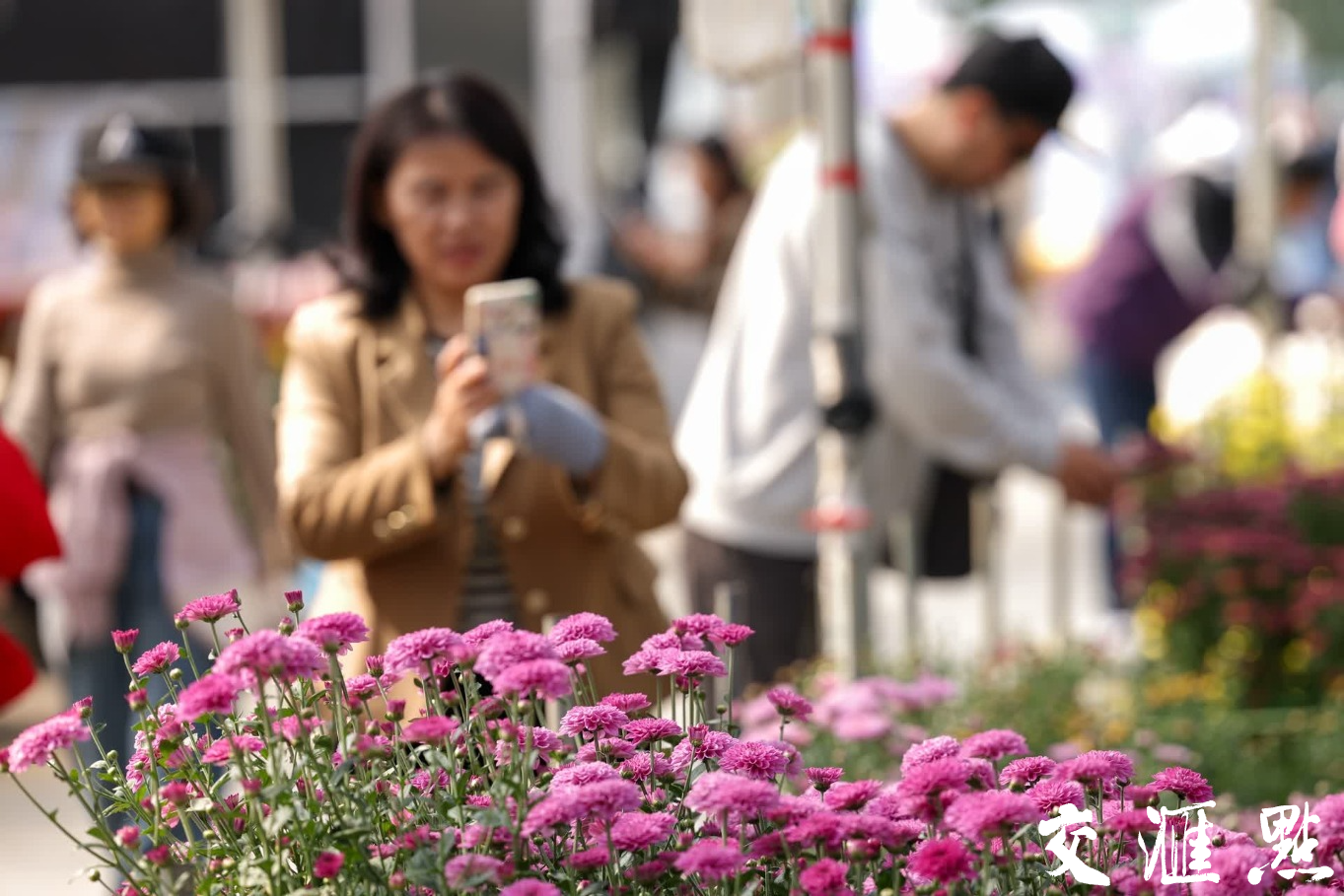 南京：菊花盛开迎客来