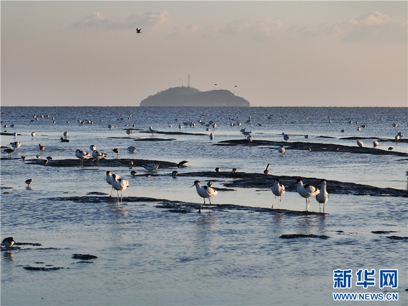 江苏连云港海州湾畔鸟儿欢