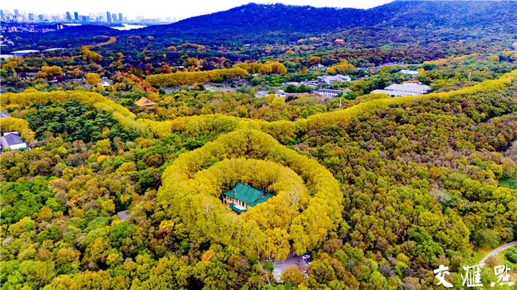 南京：初冬的钟山风景区美如仙境