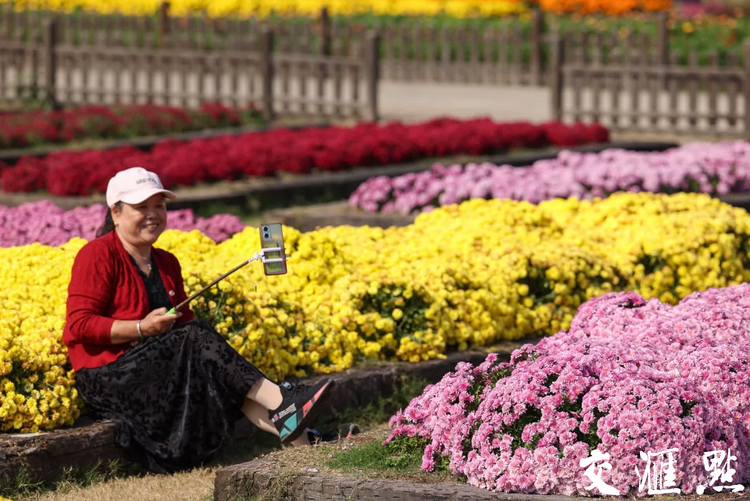 南京：菊花盛开迎客来