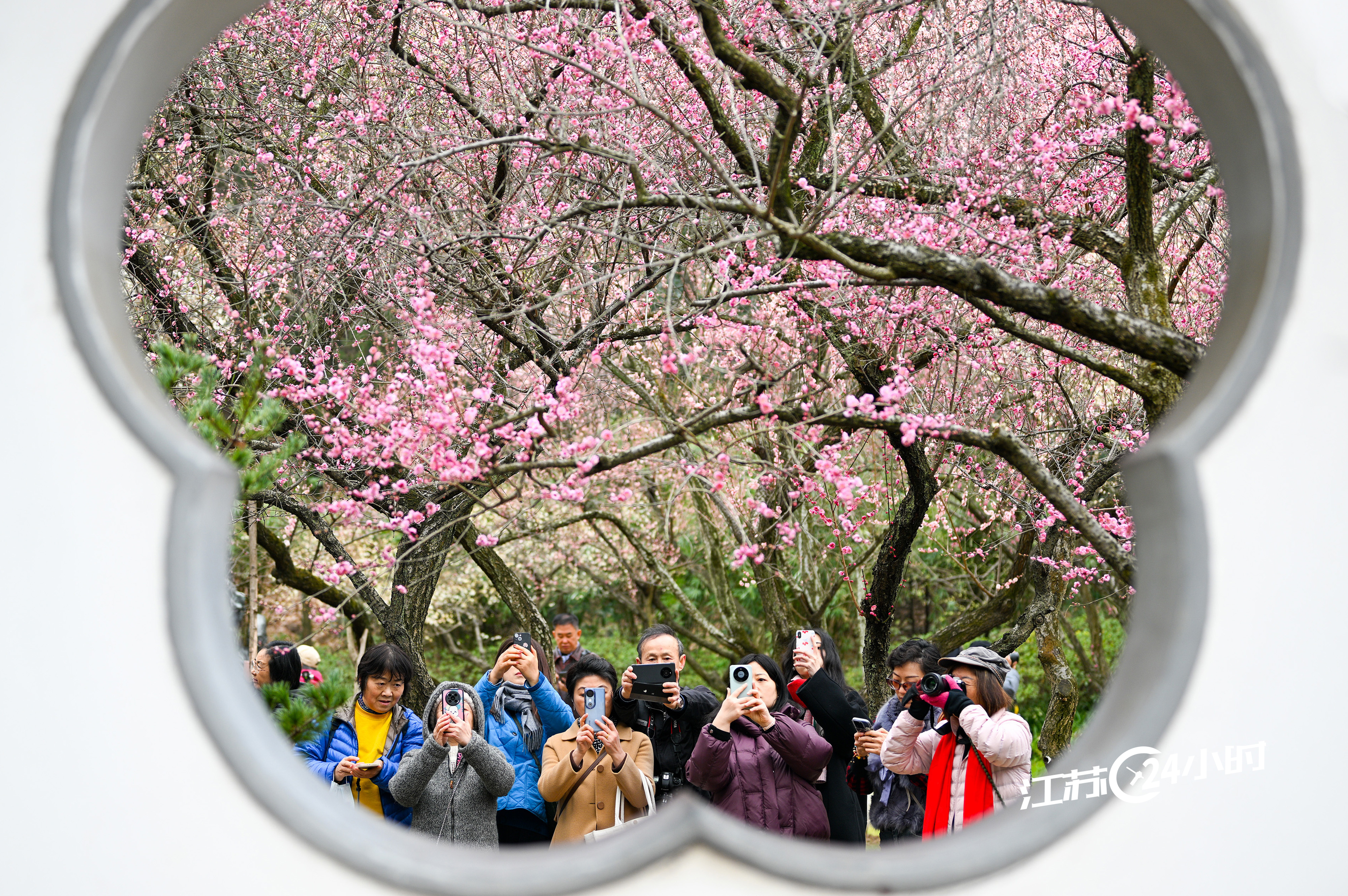 南京：诗意梅花迎客来