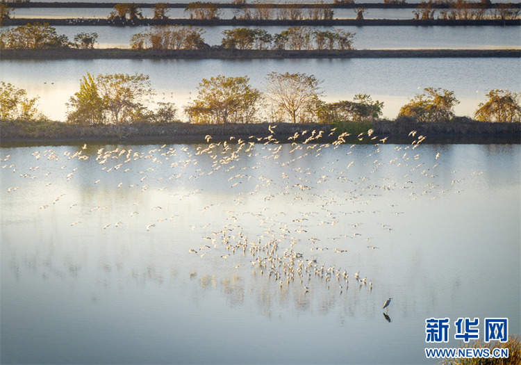 江苏兴化：生态湿地 候鸟乐园