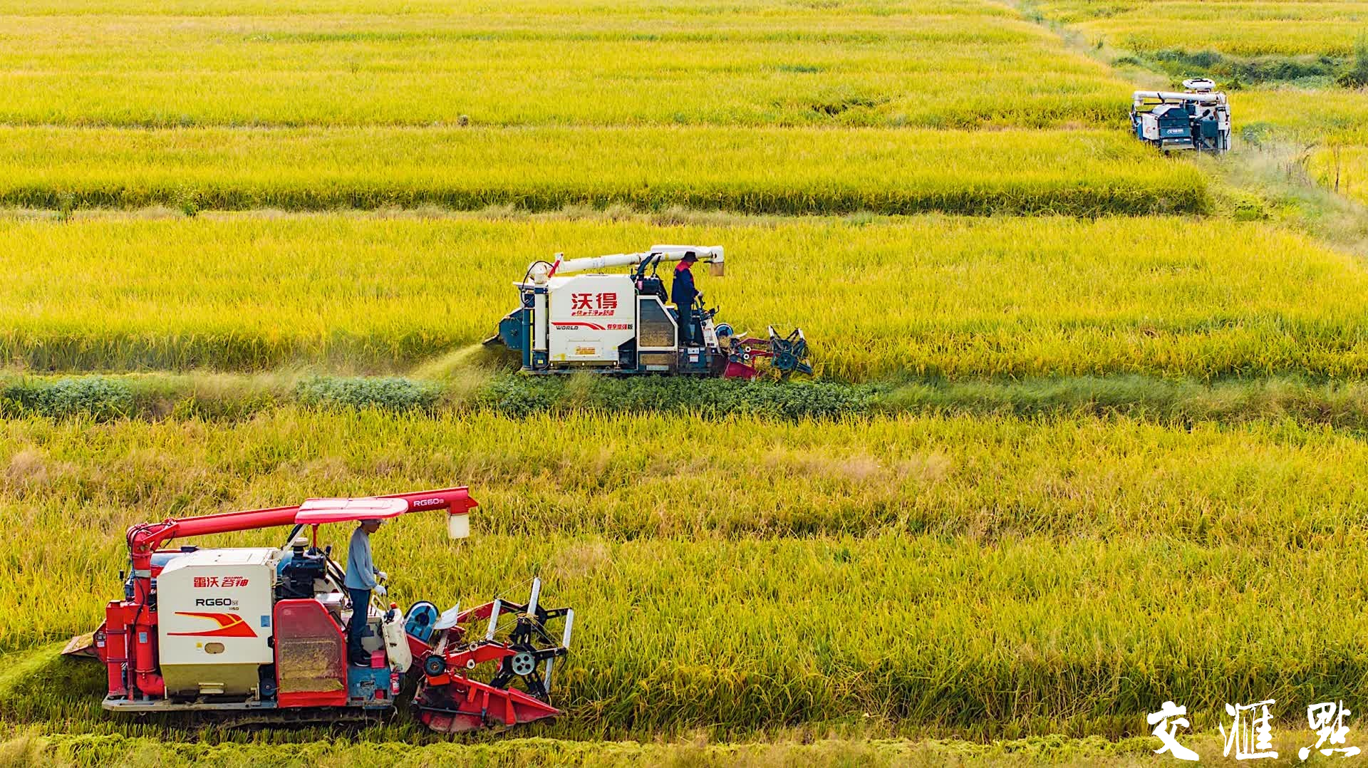 南京高淳区水稻丰收喜开镰