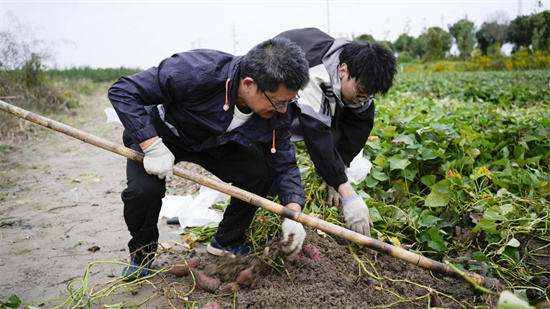 南通如东：科技赋能盐碱地 昔日“不毛之地”变身“新粮仓”