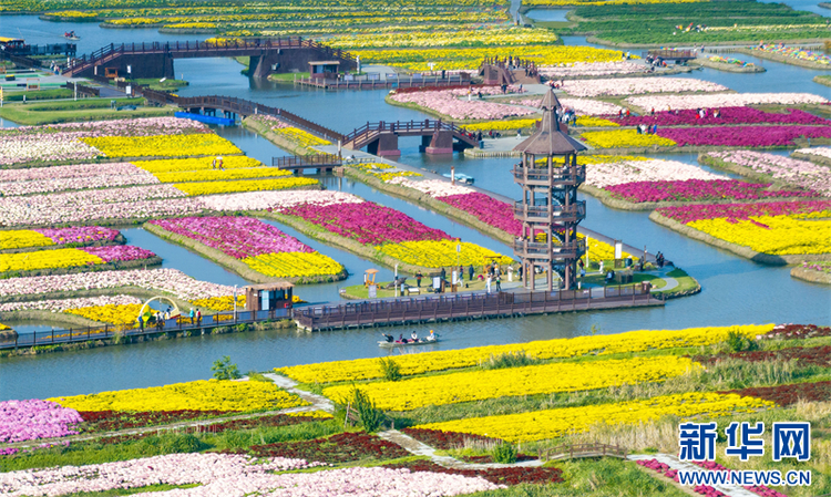 江苏兴化：菊花经济助力乡村振兴