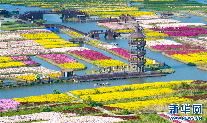 江苏兴化：菊花经济助力乡村振兴