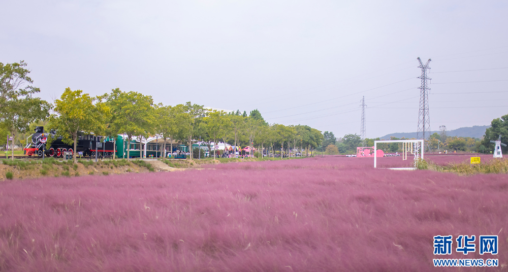 粉黛花海盛开 邂逅秋日浪漫