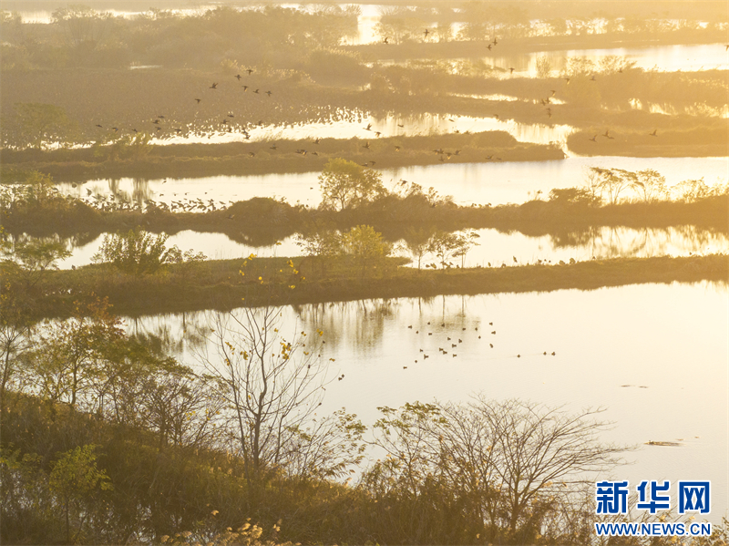 江苏兴化：生态湿地 候鸟乐园